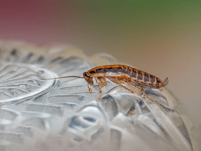 About Mosquito Fogging Tiger Point - mosquito fogging experts in Tiger Point